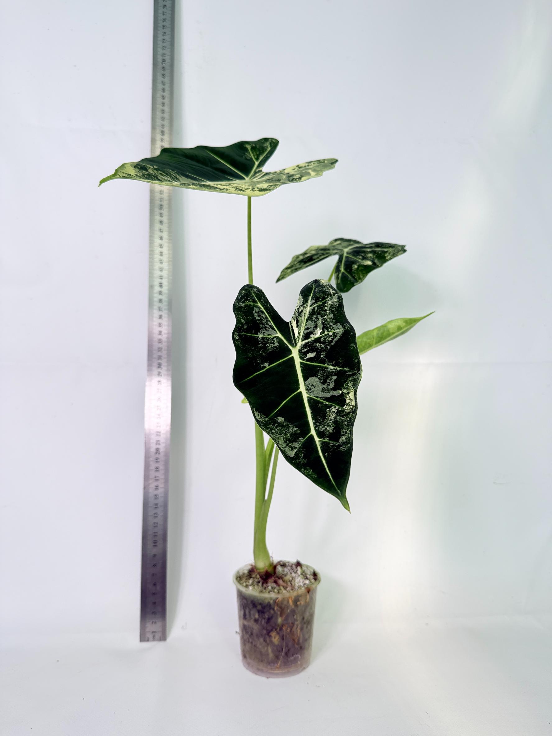 Alocasia Frydek Variegata 3