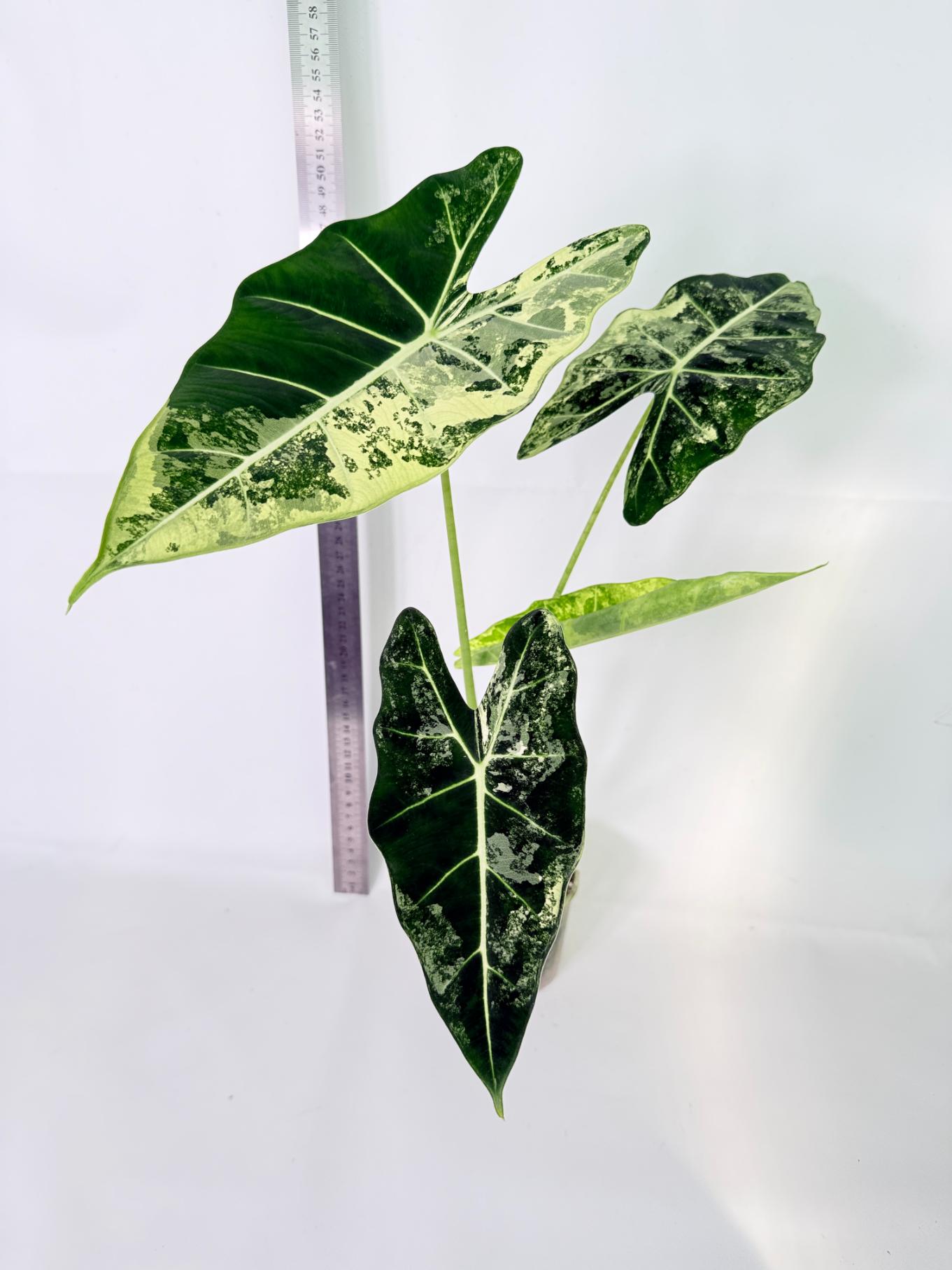 Alocasia Frydek Variegata 1