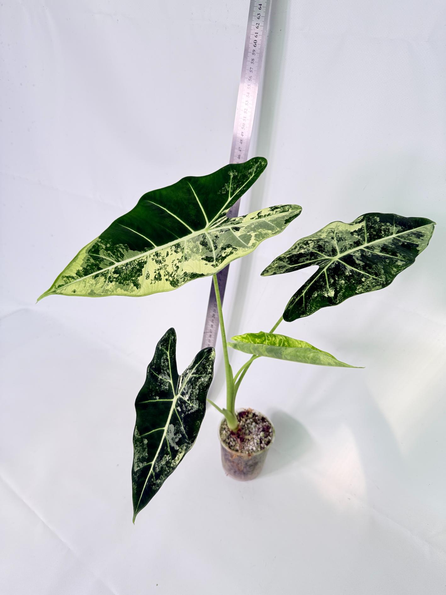 Alocasia Frydek Variegata 5
