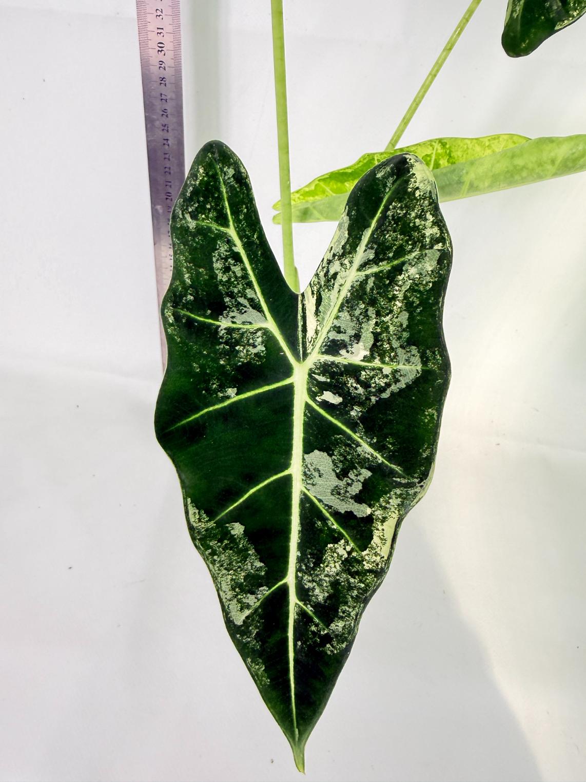 Alocasia Frydek Variegata 6