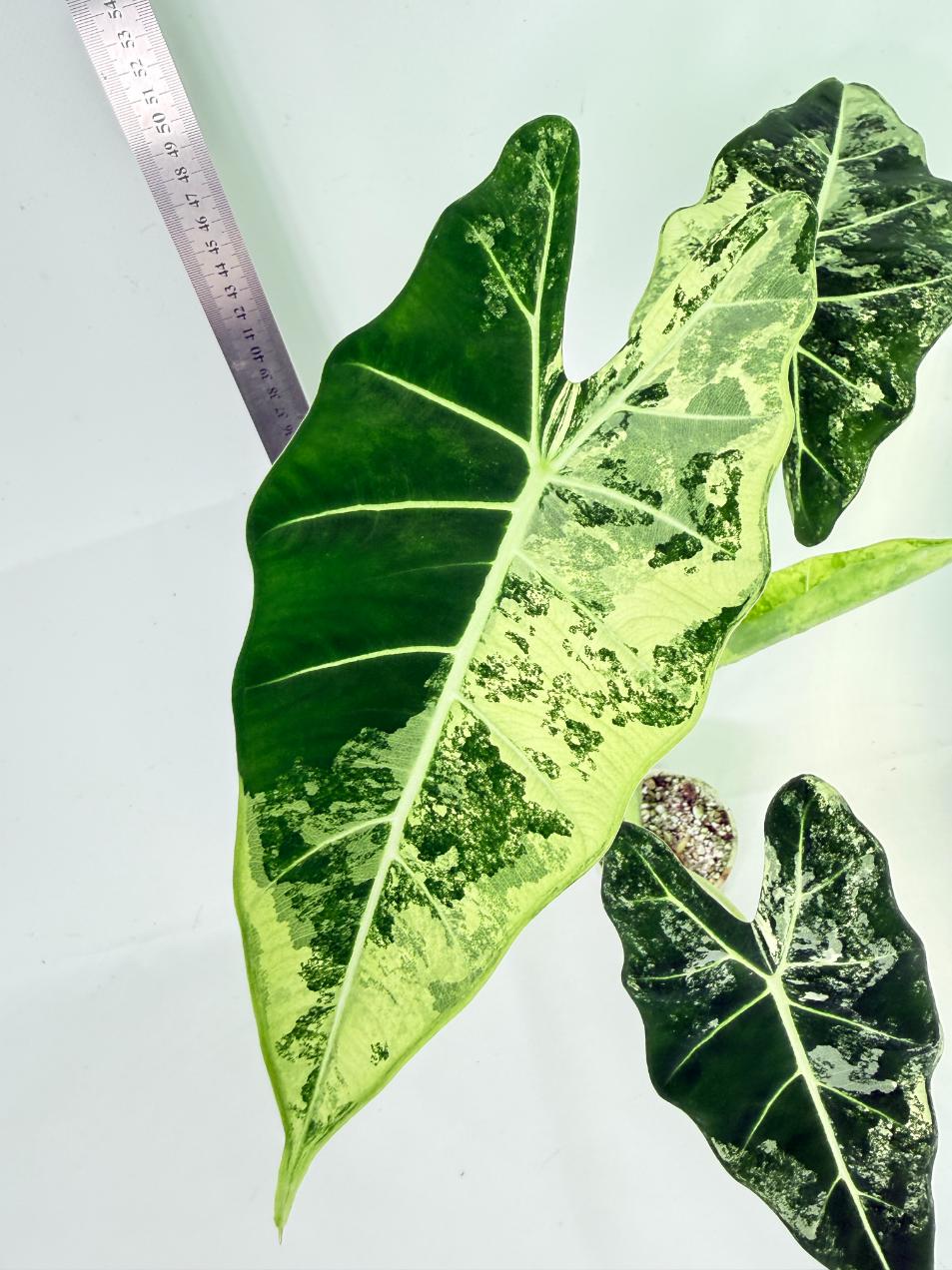 Alocasia Frydek Variegata 2