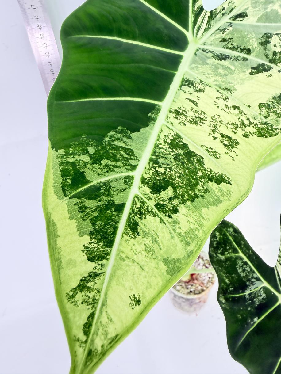 Alocasia Frydek Variegata 8