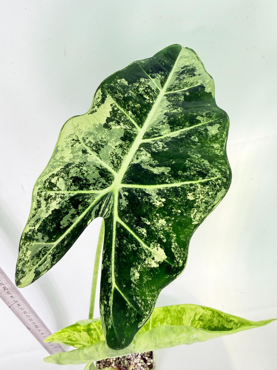 Alocasia Frydek Variegata 9