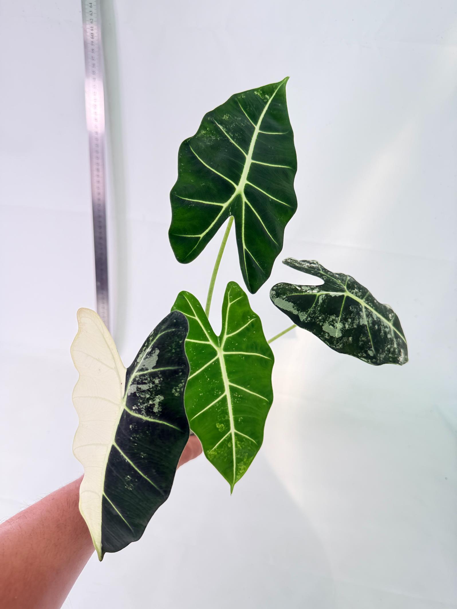 Alocasia Frydek Variegata 3
