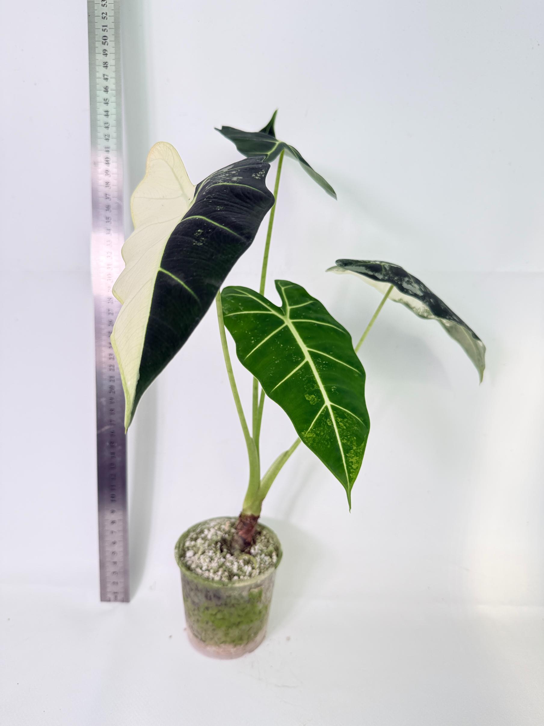 Alocasia Frydek Variegata 1