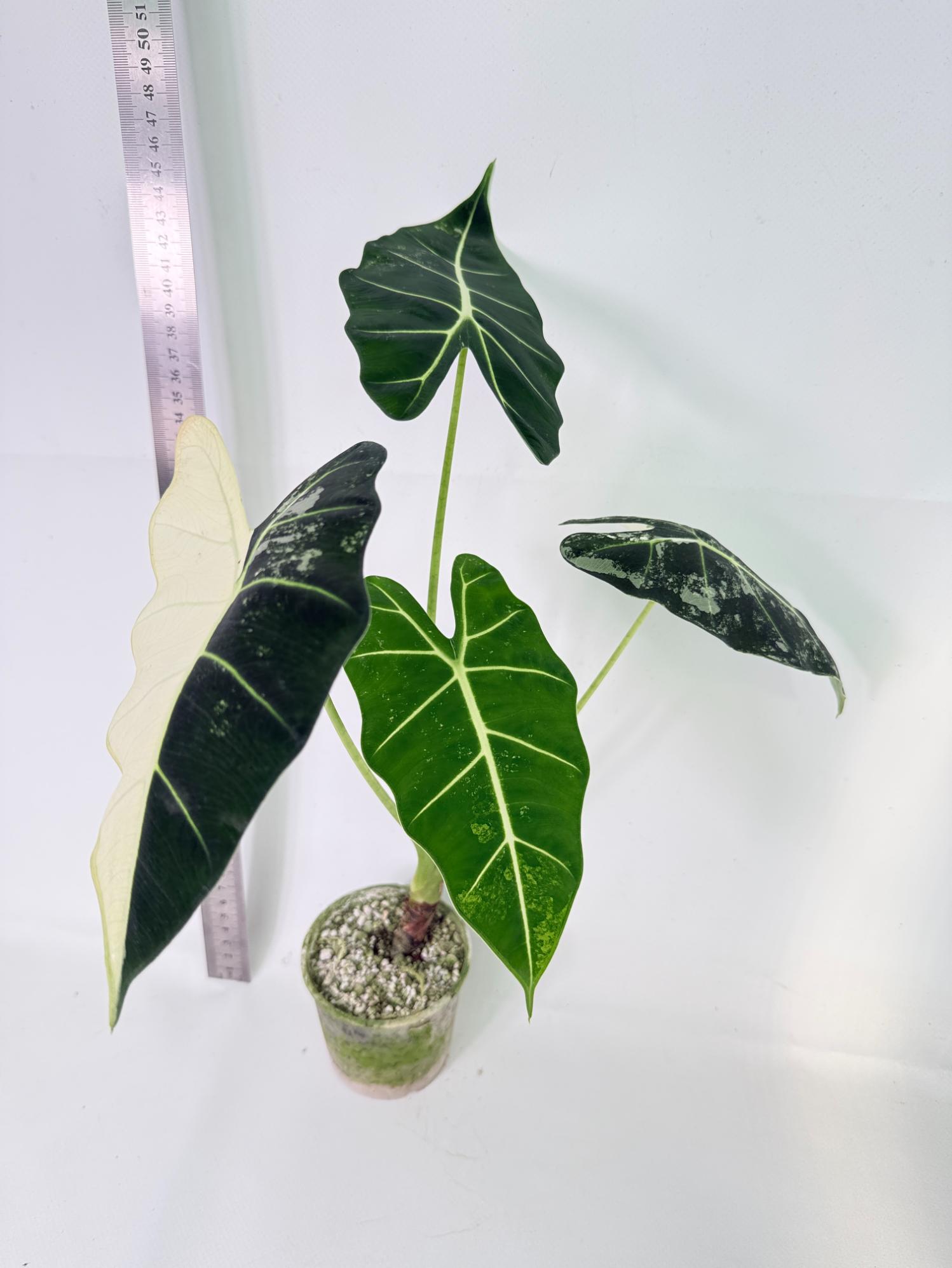 Alocasia Frydek Variegata 5