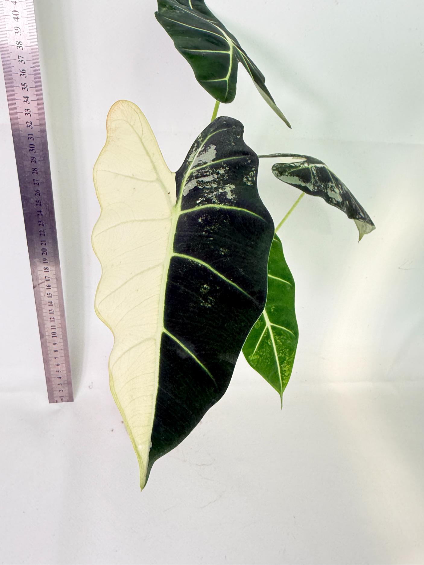 Alocasia Frydek Variegata 2