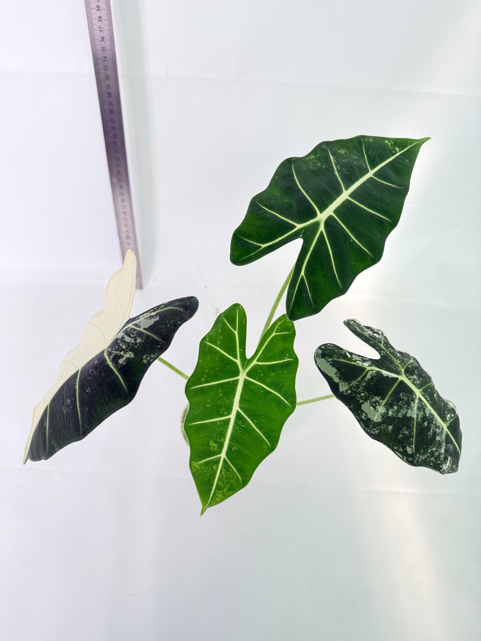 Alocasia Frydek Variegata 7