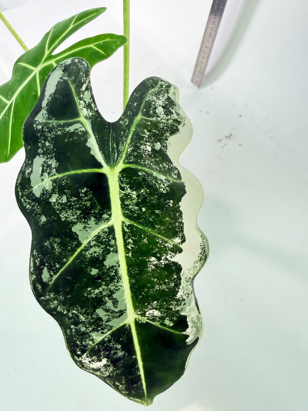 Alocasia Frydek Variegata 4