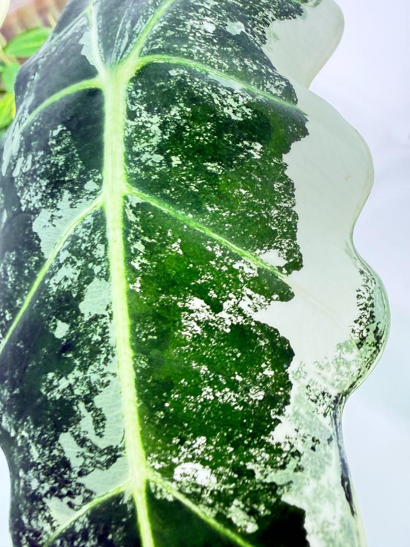 Alocasia Frydek Variegata 8
