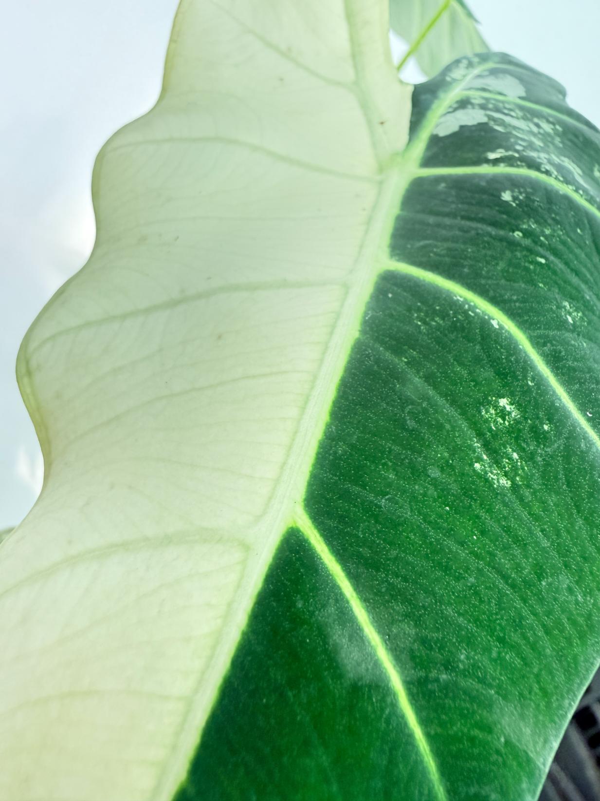 Alocasia Frydek Variegata 6