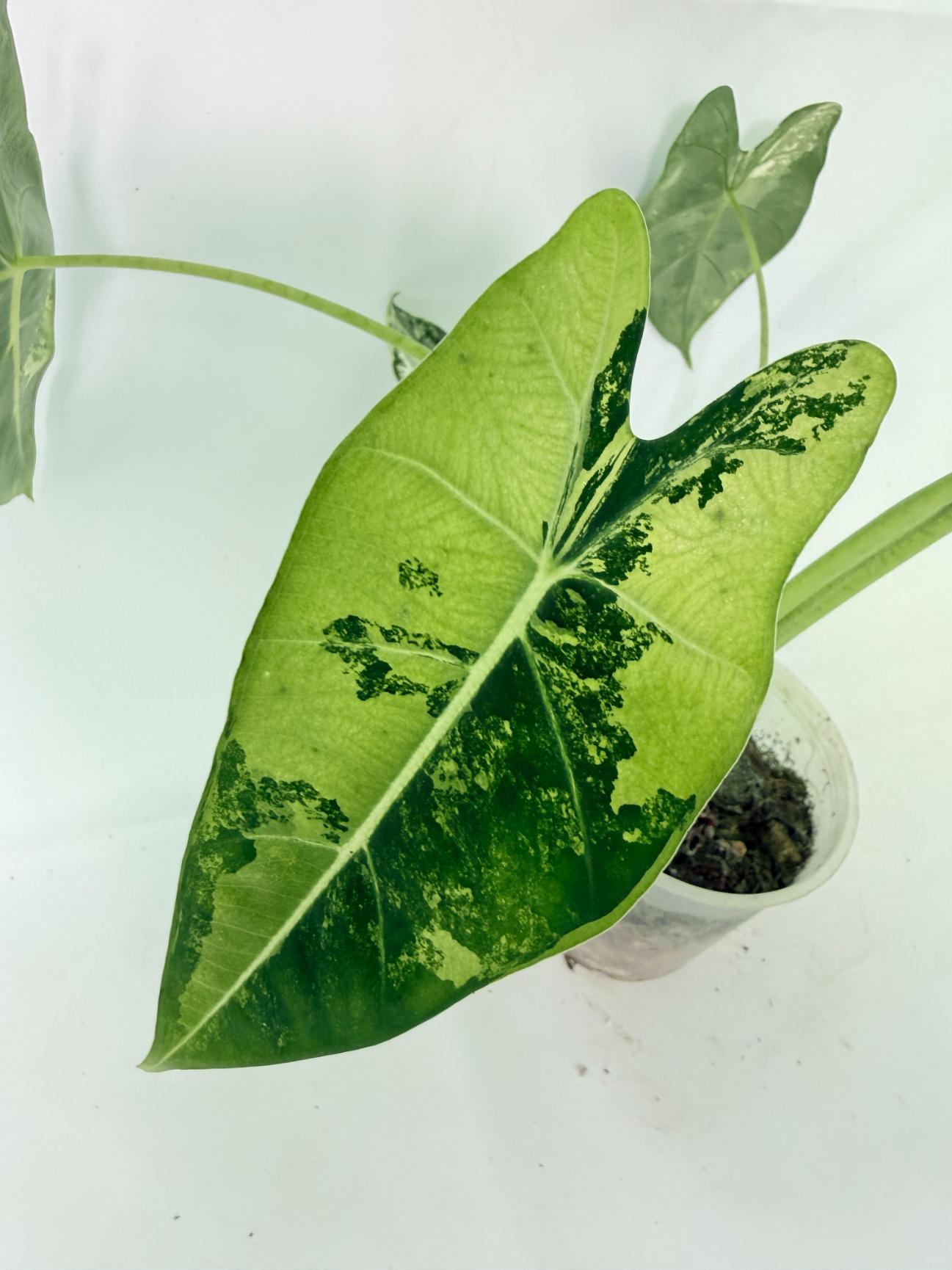 Alocasia Frydek Variegata 11