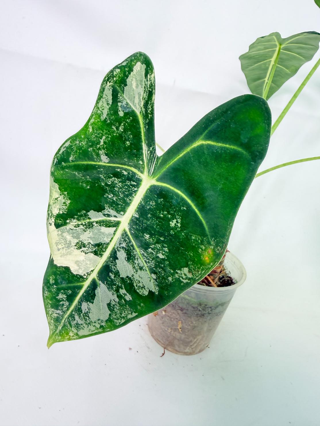 Alocasia Frydek Variegata 12