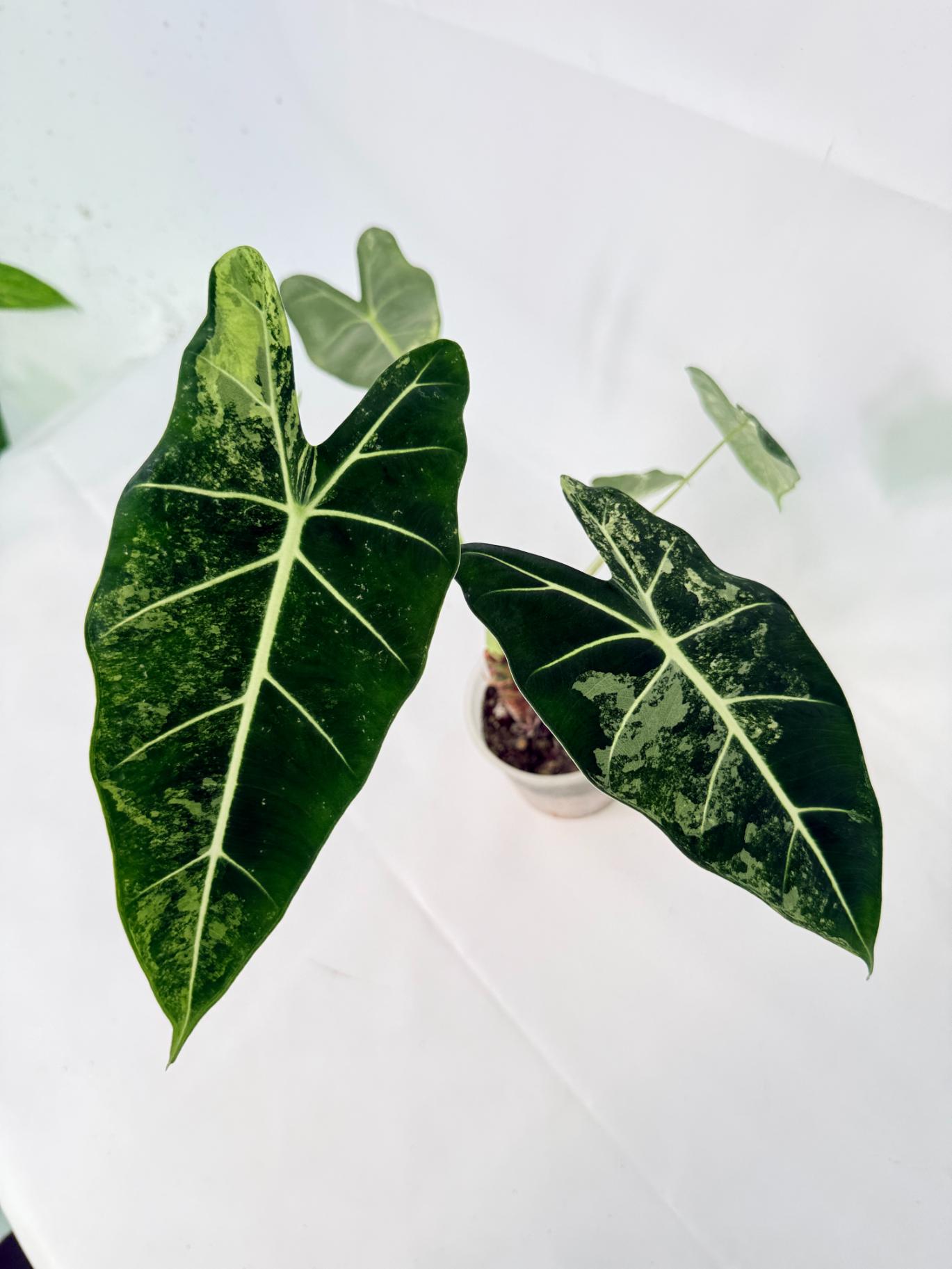 Alocasia Frydek Variegata 14