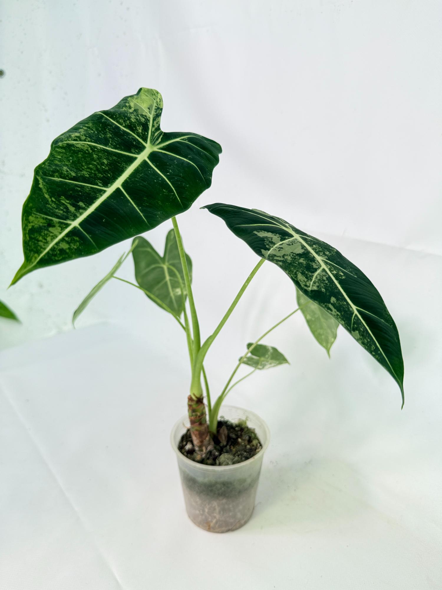 Alocasia Frydek Variegata 01