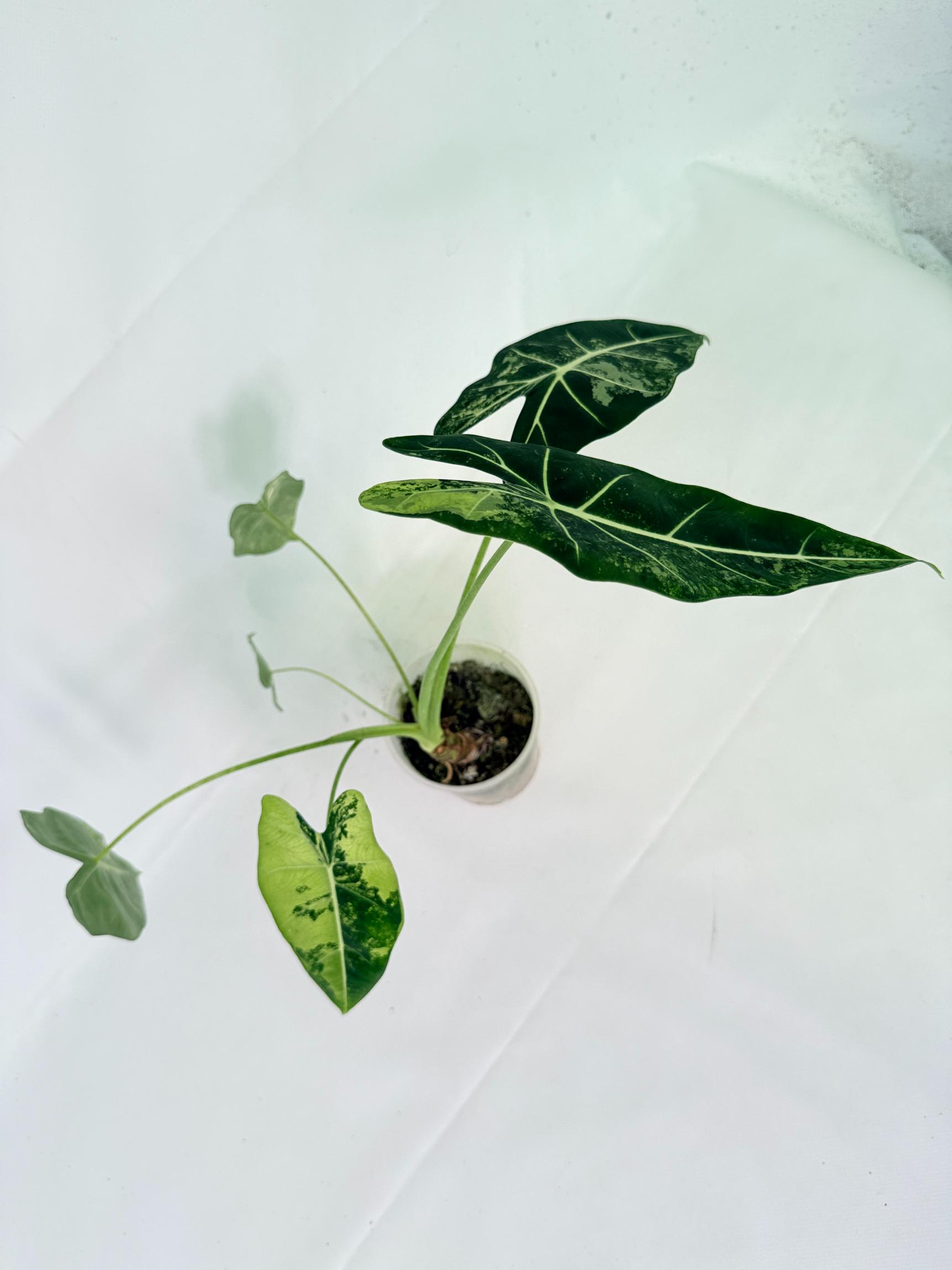 Alocasia Frydek Variegata 15
