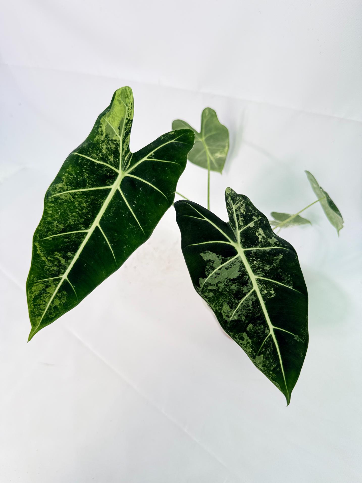 Alocasia Frydek Variegata