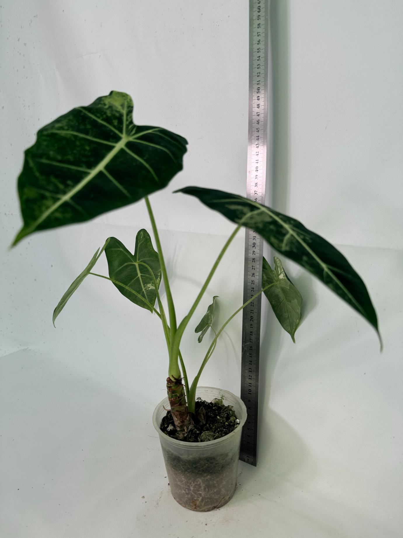 Alocasia Frydek Variegata 02