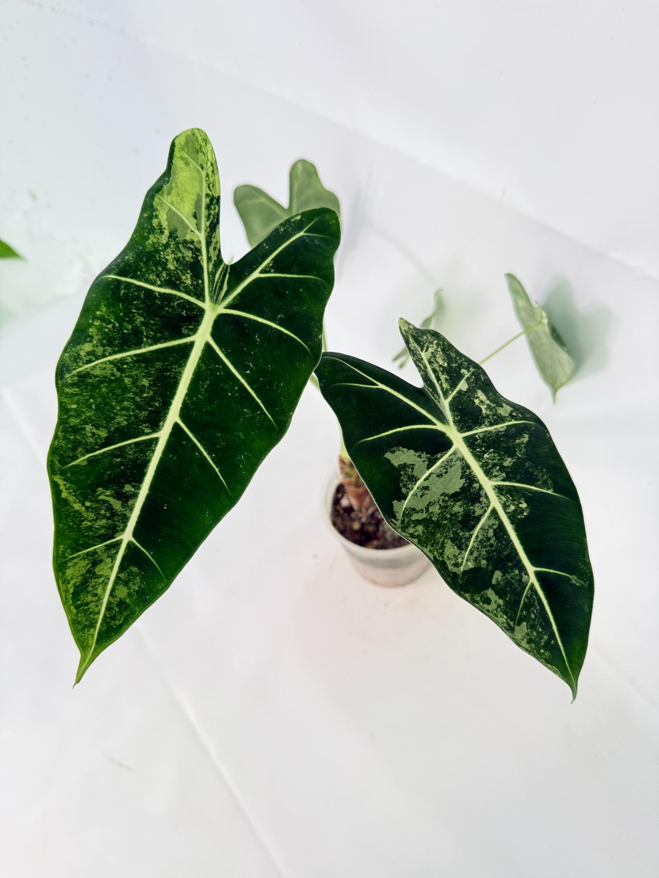 Alocasia Frydek Variegata 08