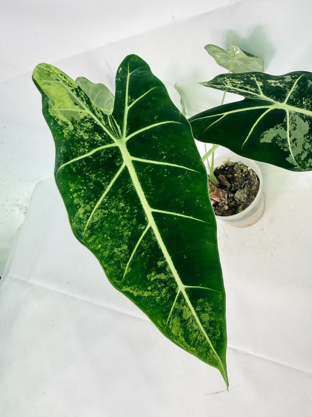 Alocasia Frydek Variegata 09
