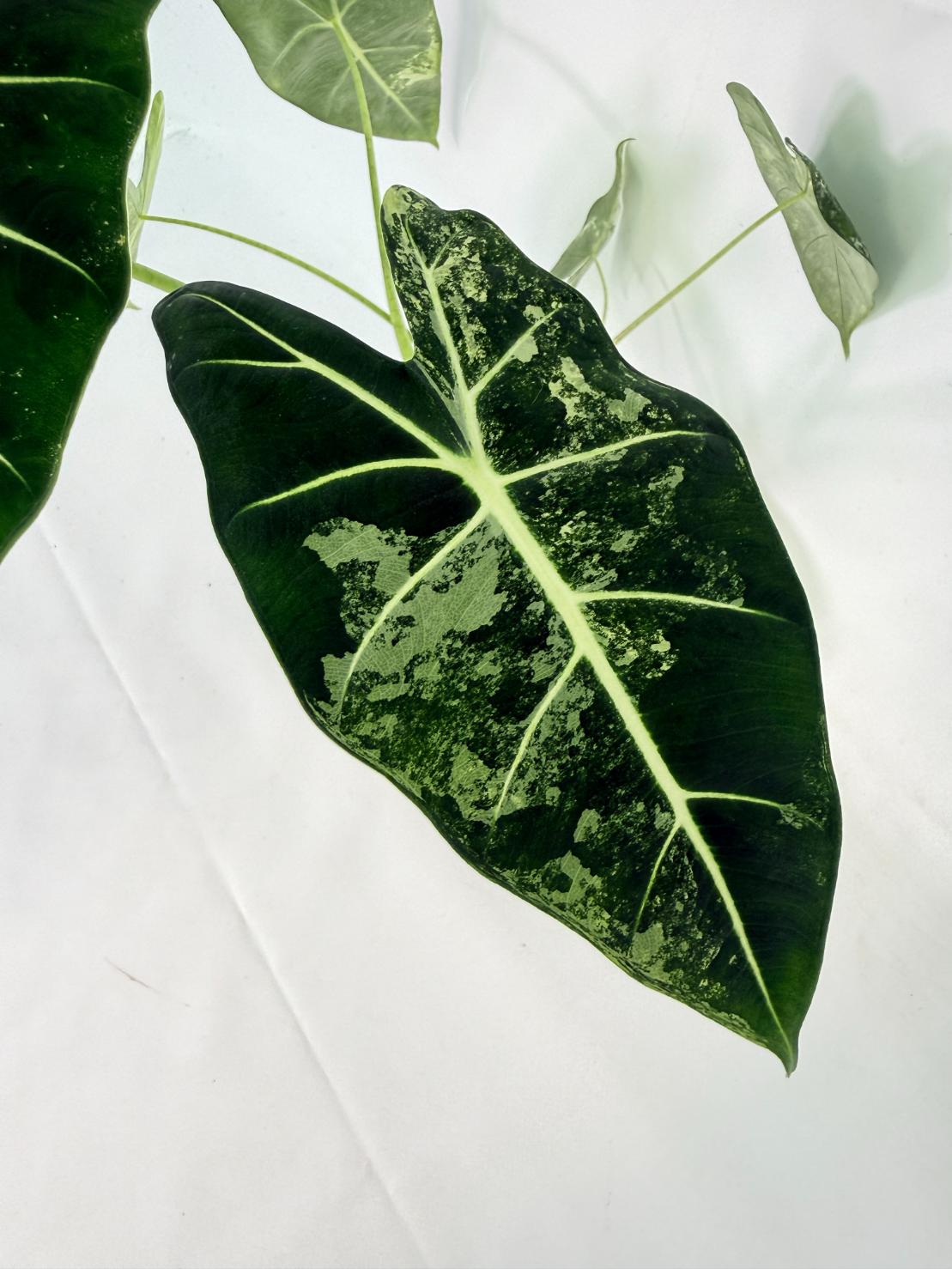 Alocasia Frydek Variegata 10