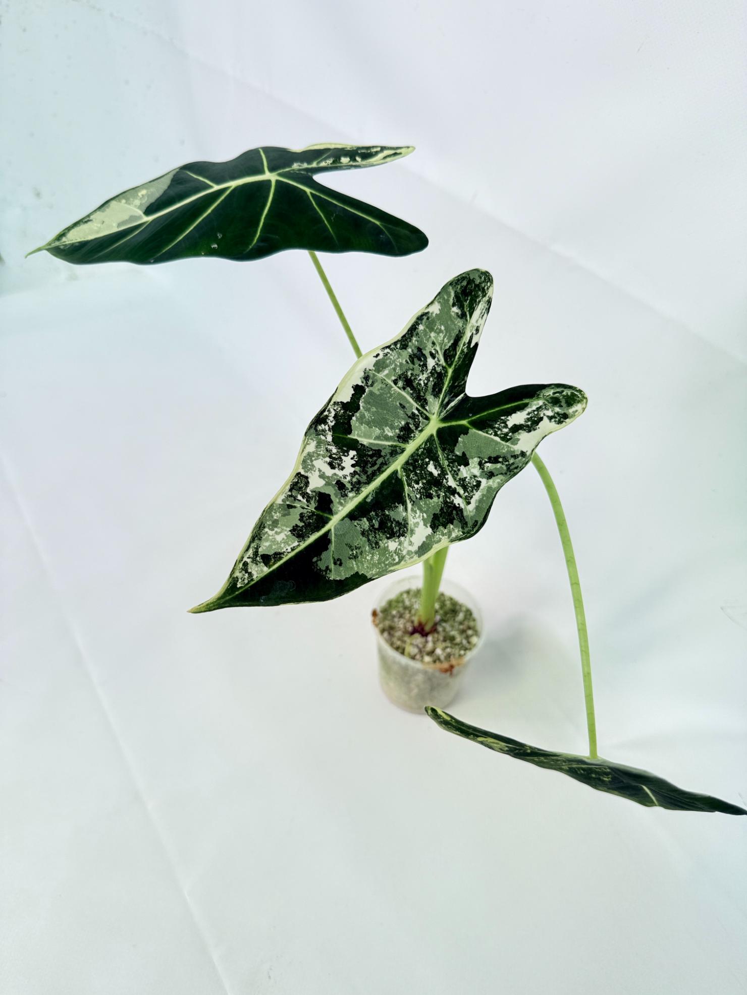 Alocasia Frydek Variegata 7