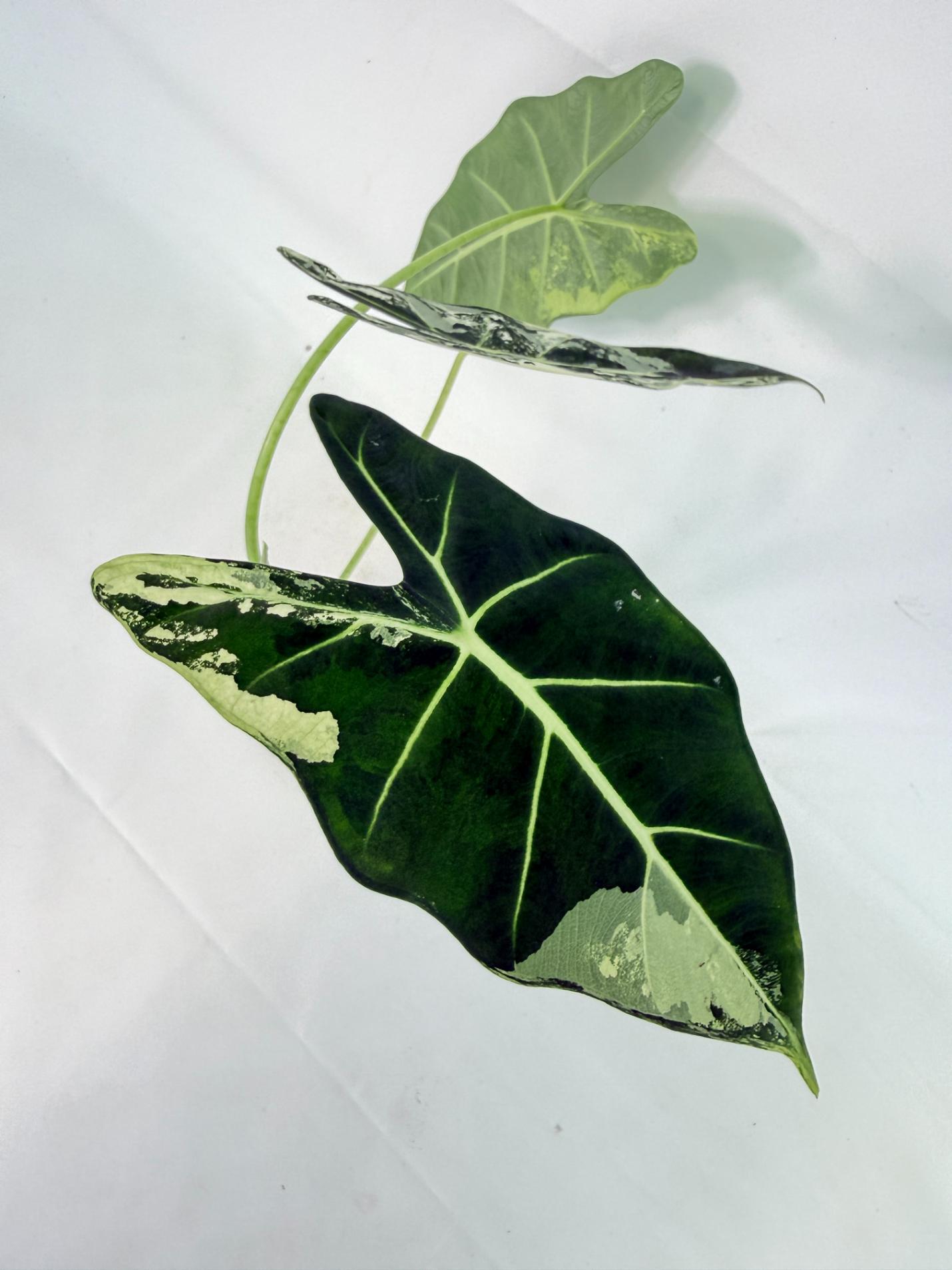Alocasia Frydek Variegata 8