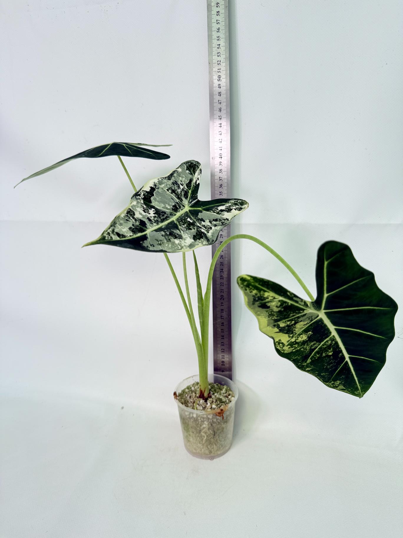 Alocasia Frydek Variegata 1