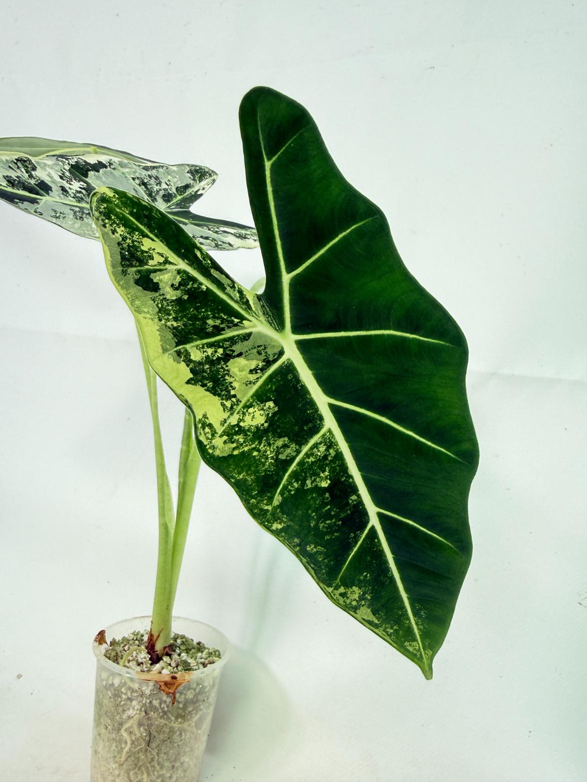 Alocasia Frydek Variegata 3