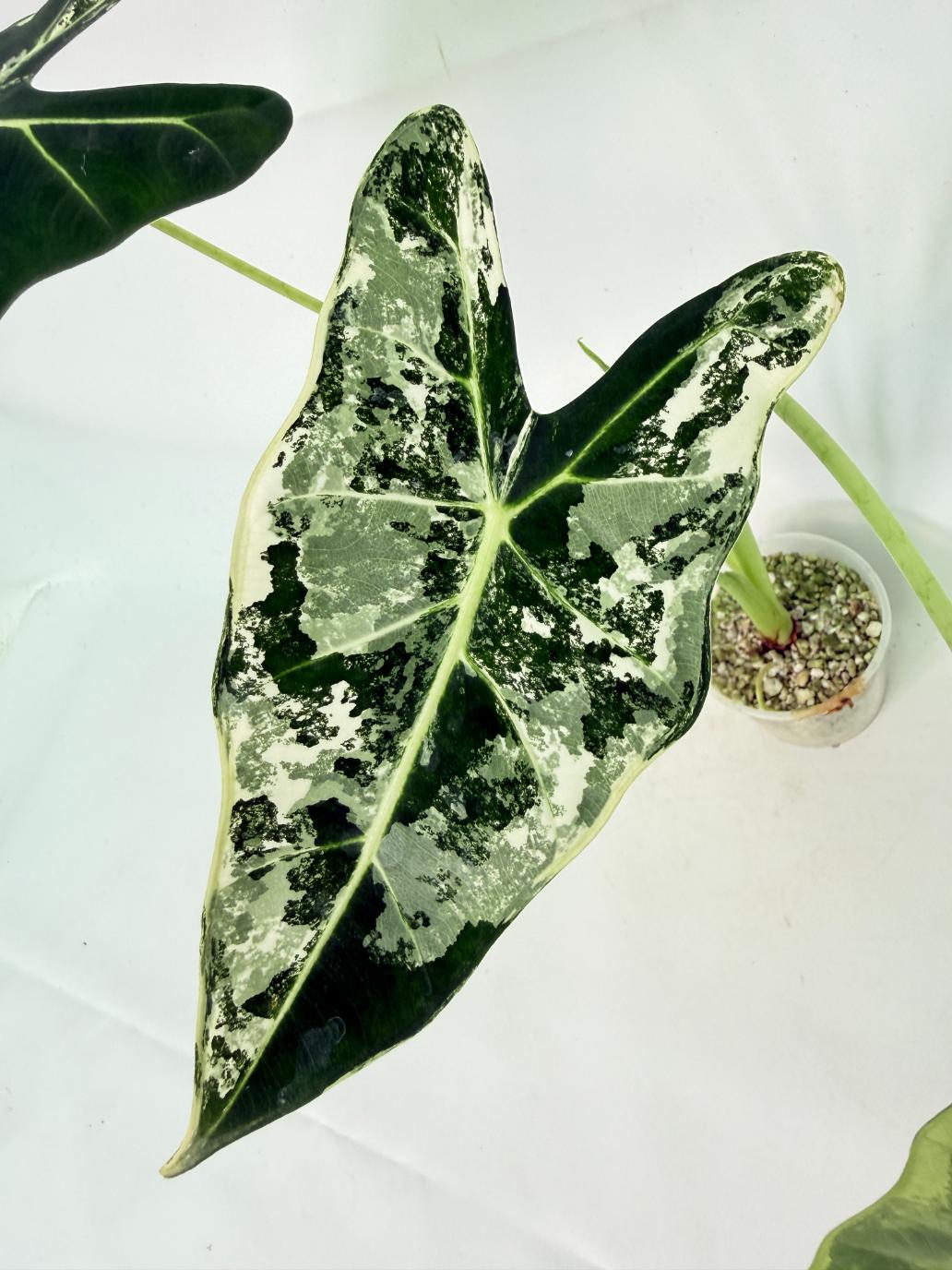 Alocasia Frydek Variegata 2