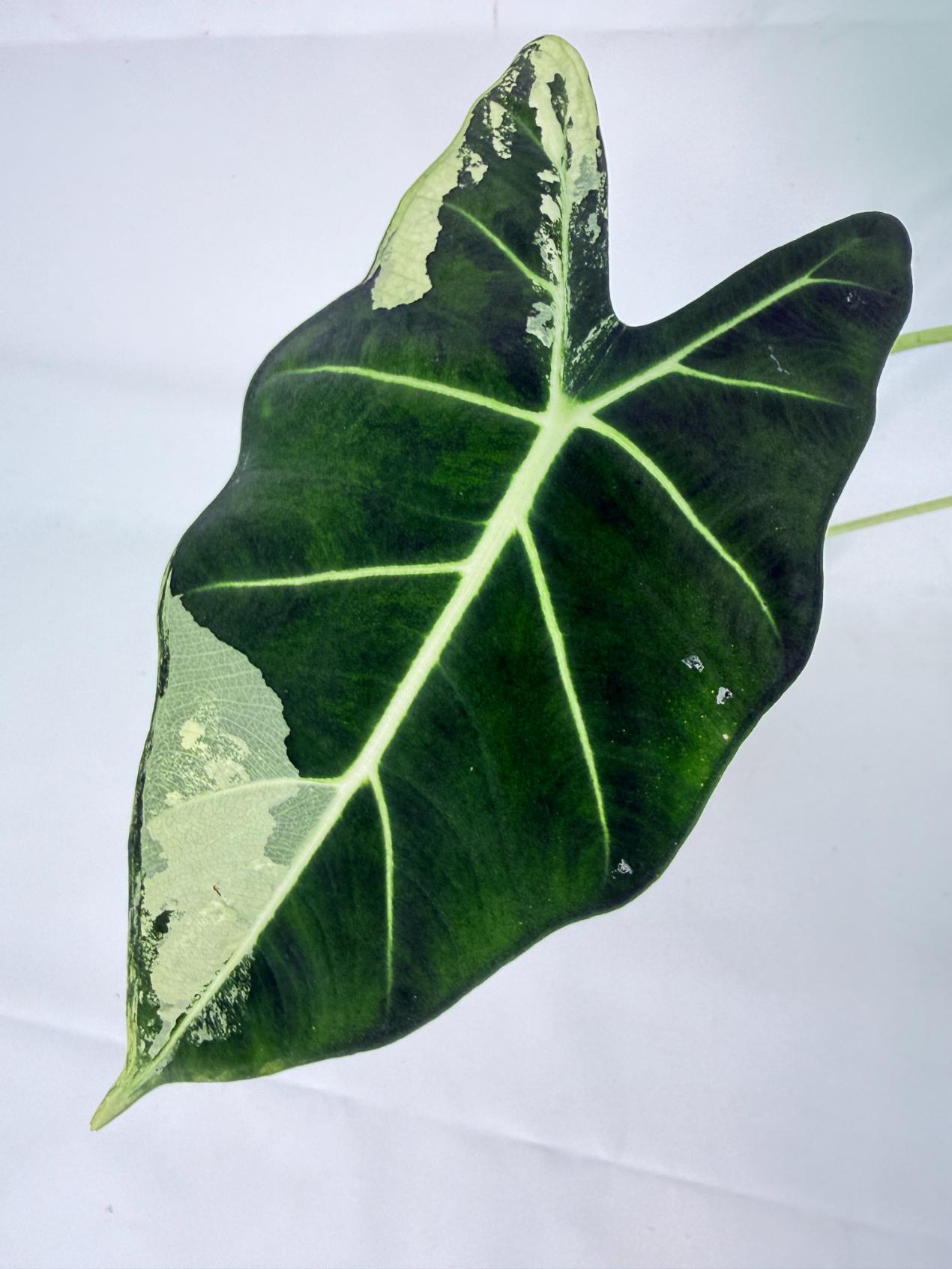 Alocasia Frydek Variegata 4