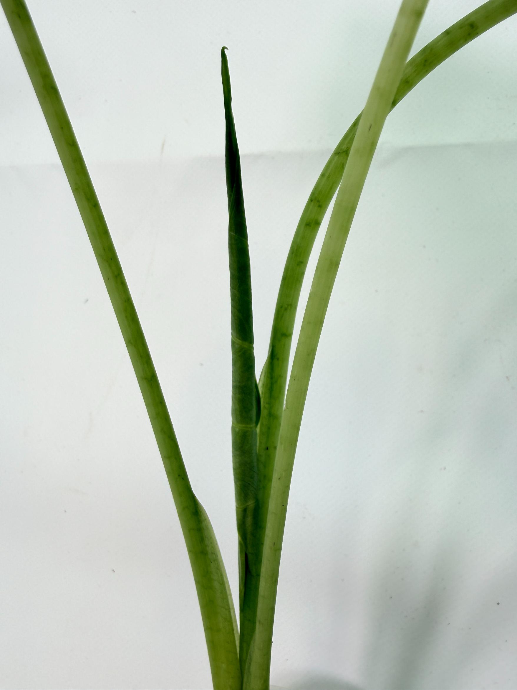 Alocasia Frydek Variegata 9