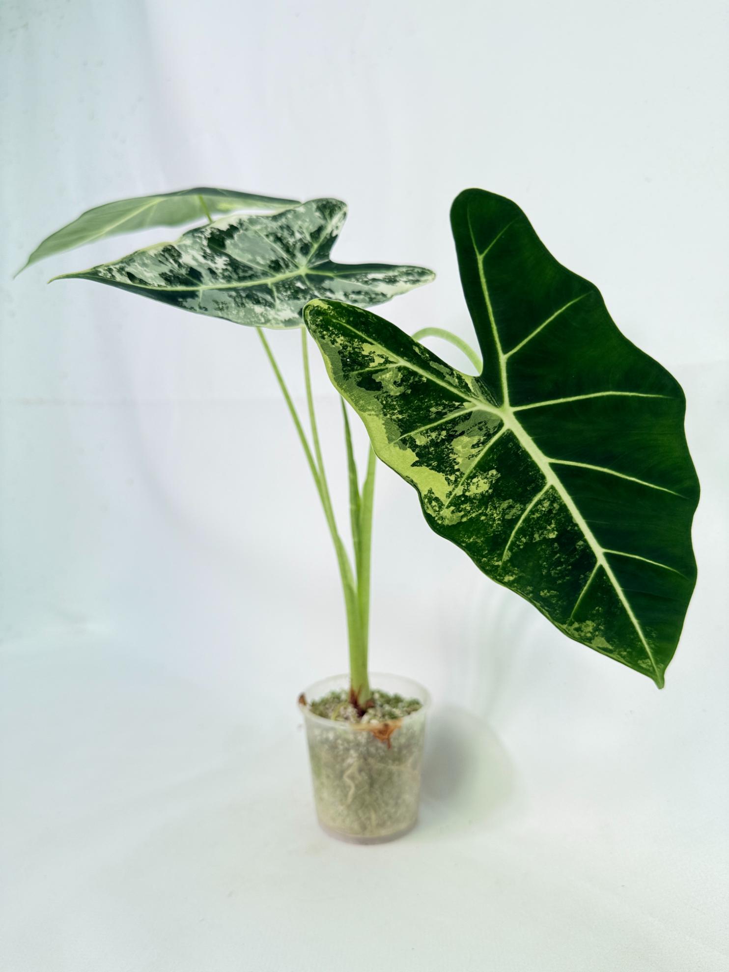 Alocasia Frydek Variegata 5