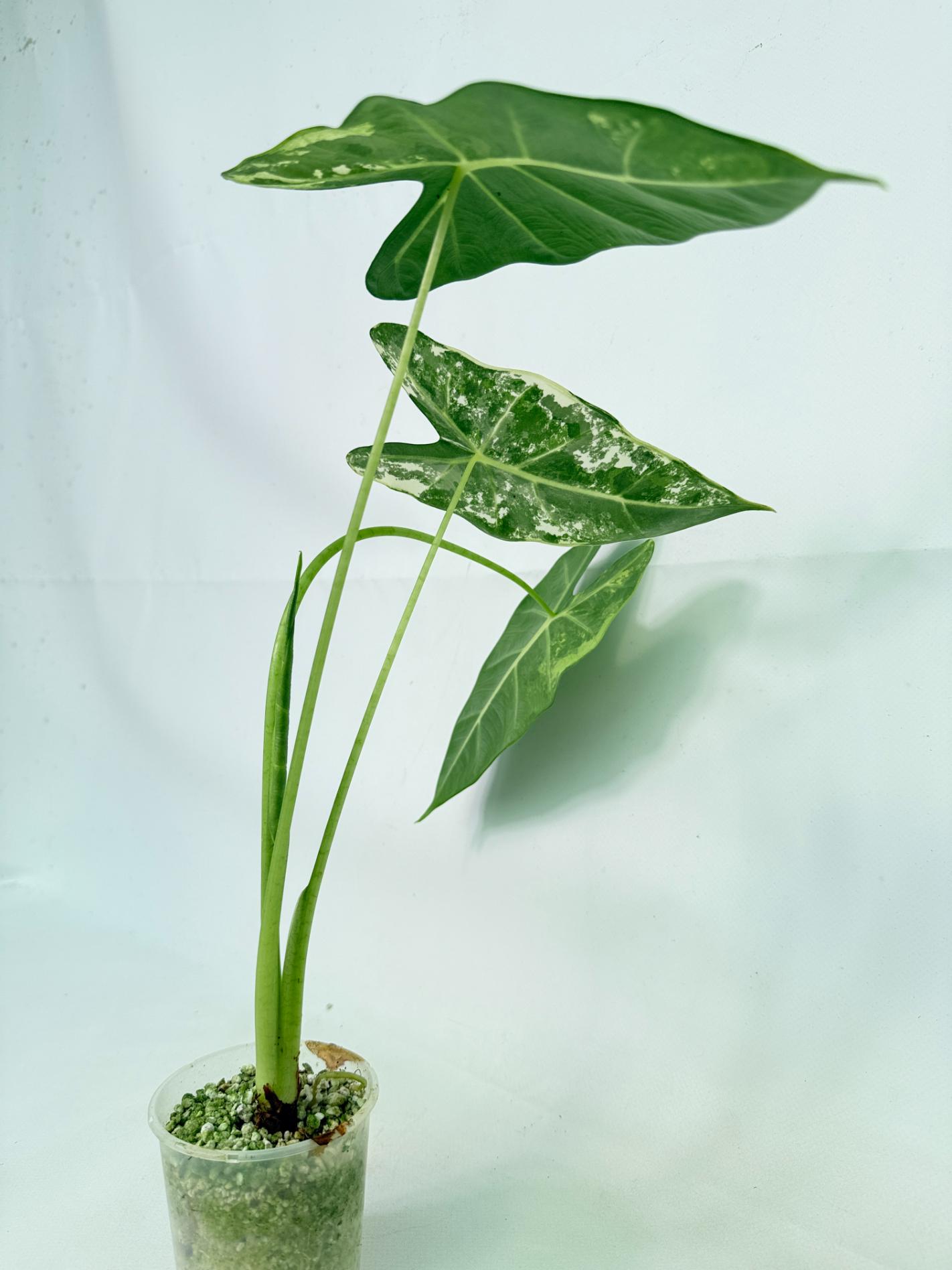 Alocasia Frydek Variegata 6