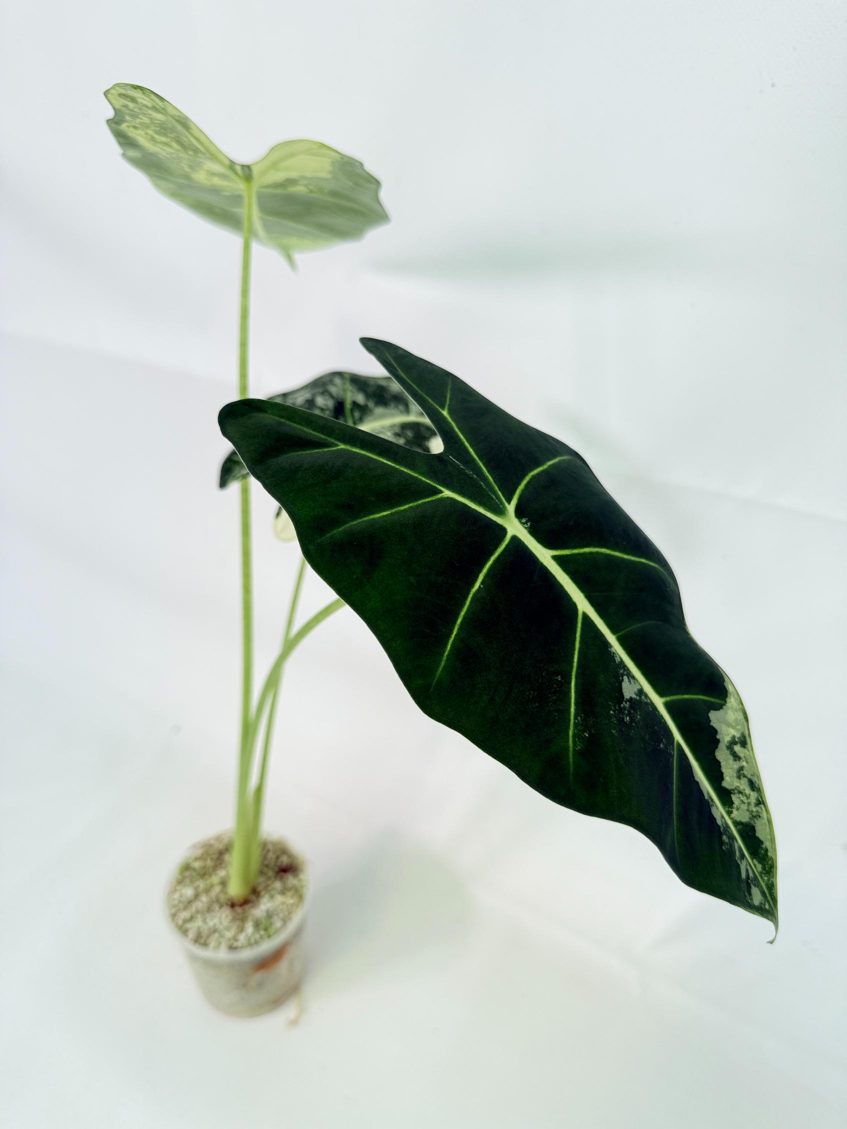 Alocasia Frydek Variegata 5