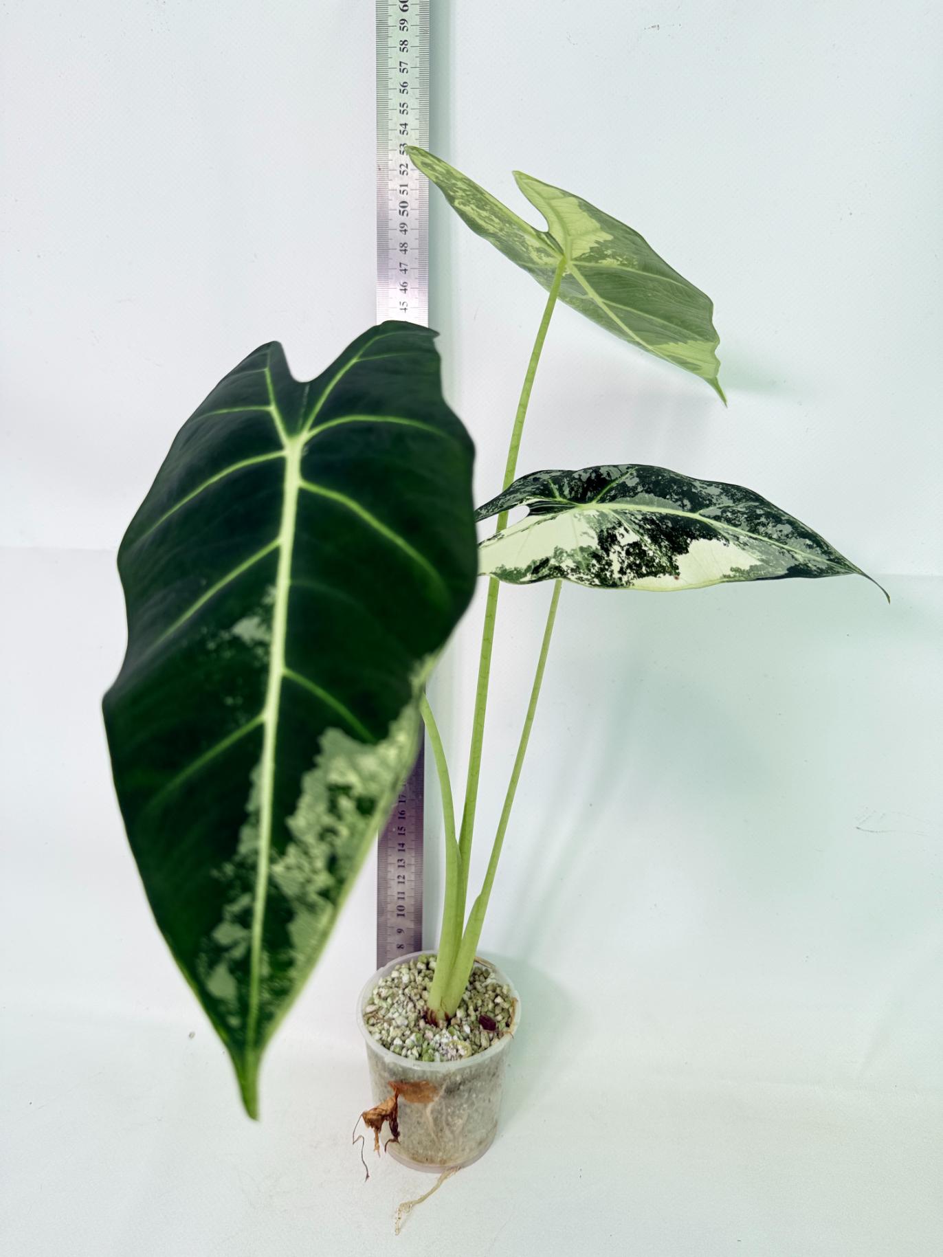 Alocasia Frydek Variegata 6