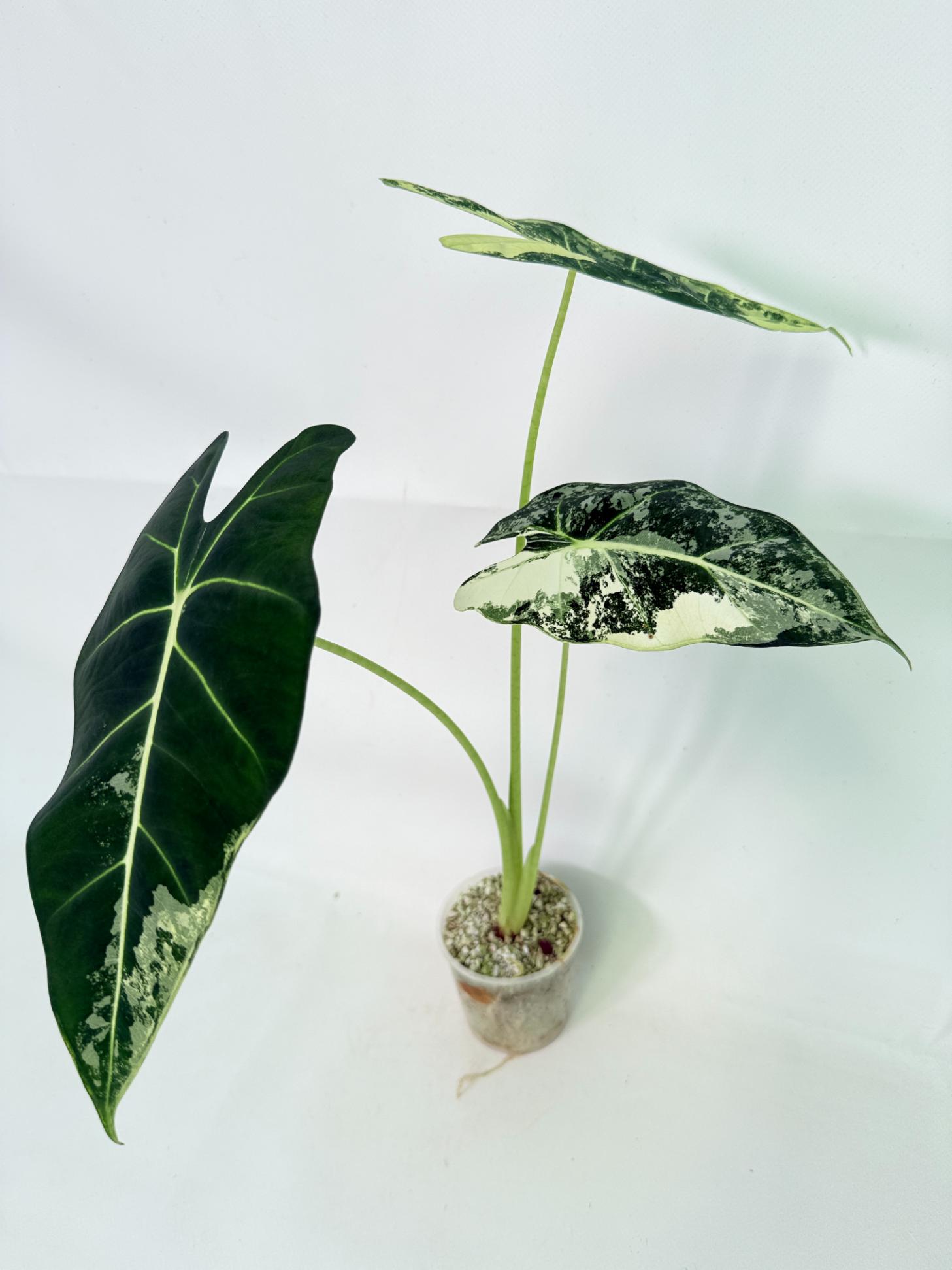 Alocasia Frydek Variegata 1