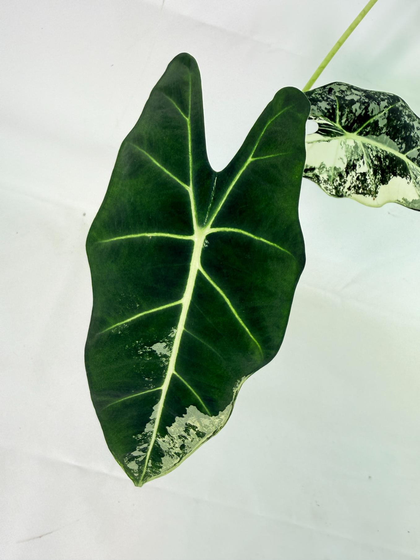 Alocasia Frydek Variegata 7