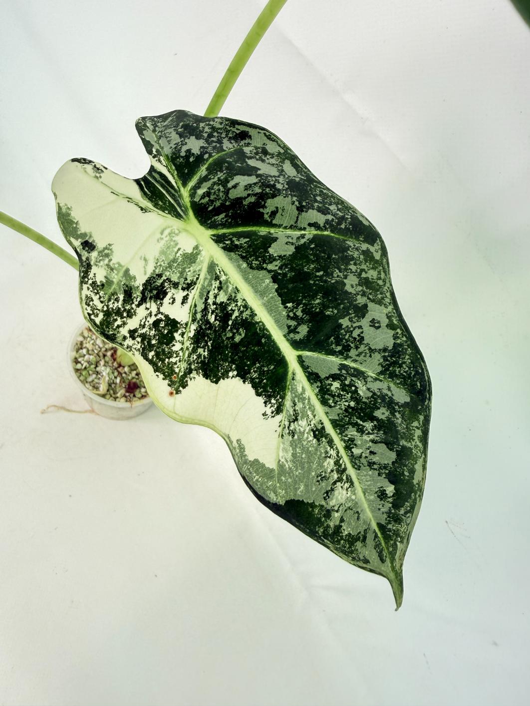 Alocasia Frydek Variegata 2