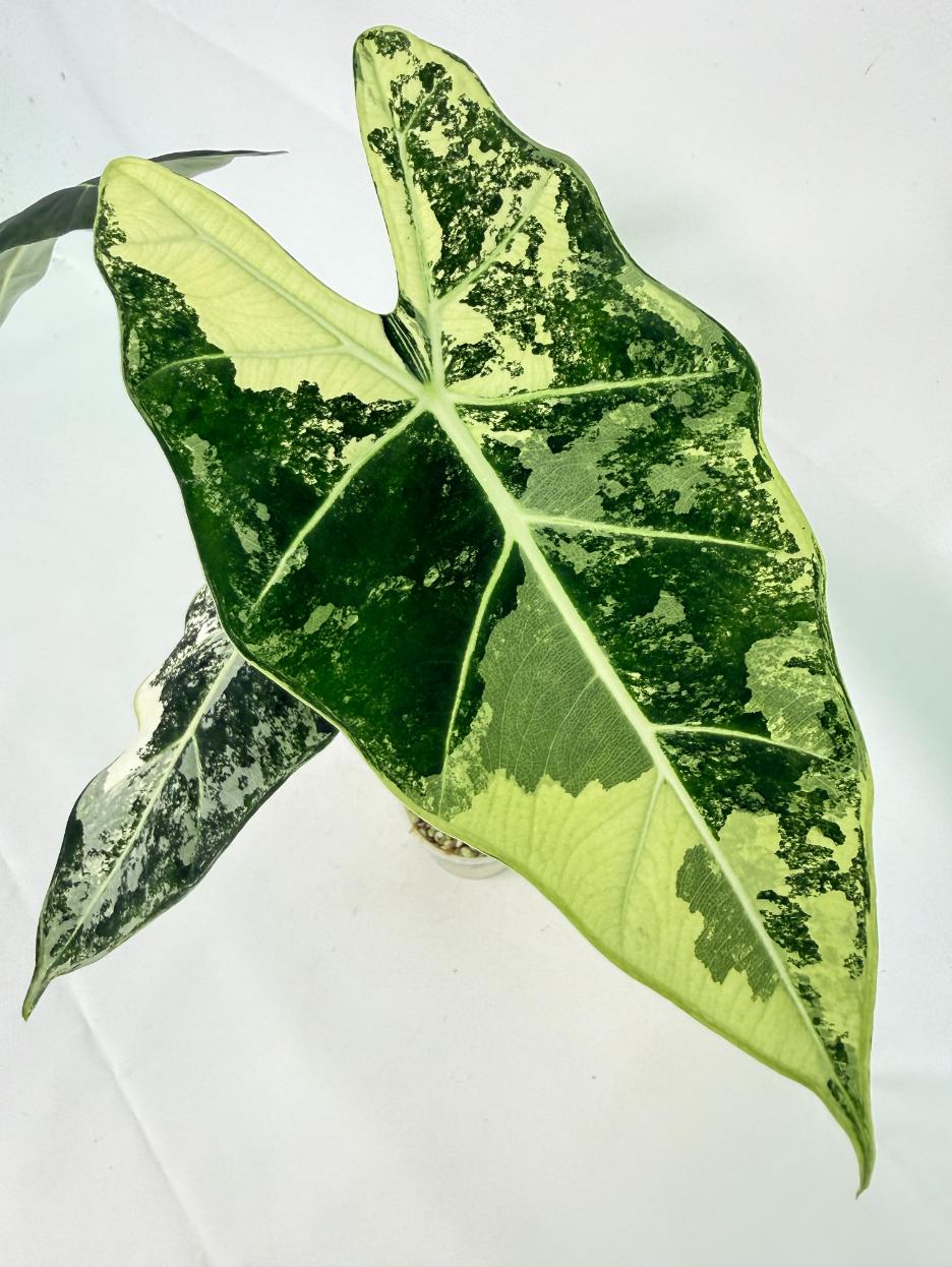 Alocasia Frydek Variegata 3
