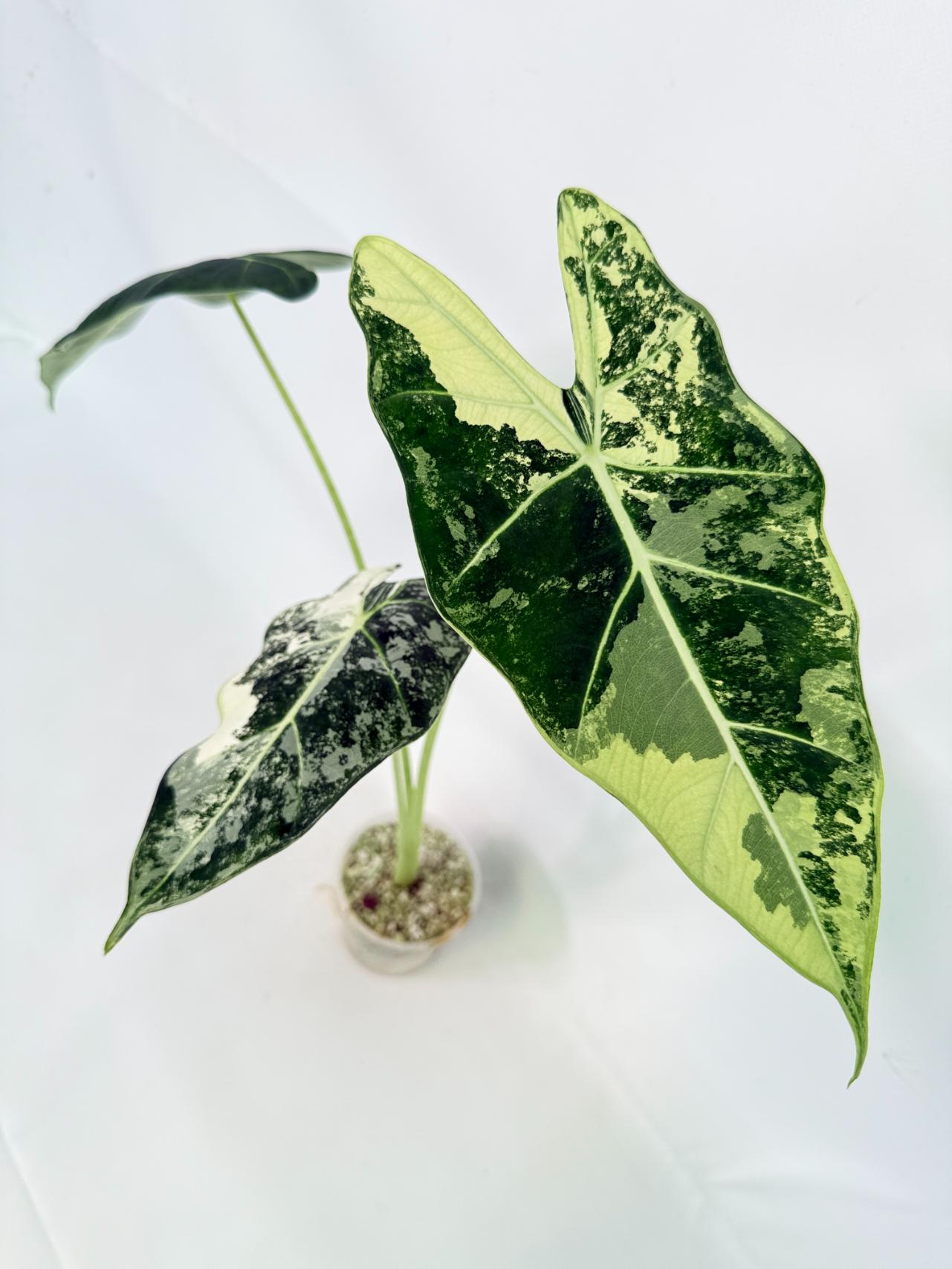Alocasia Frydek Variegata 8