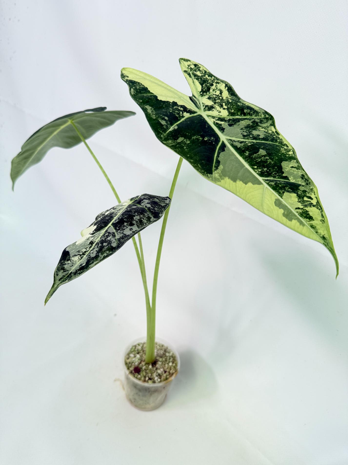 Alocasia Frydek Variegata 4