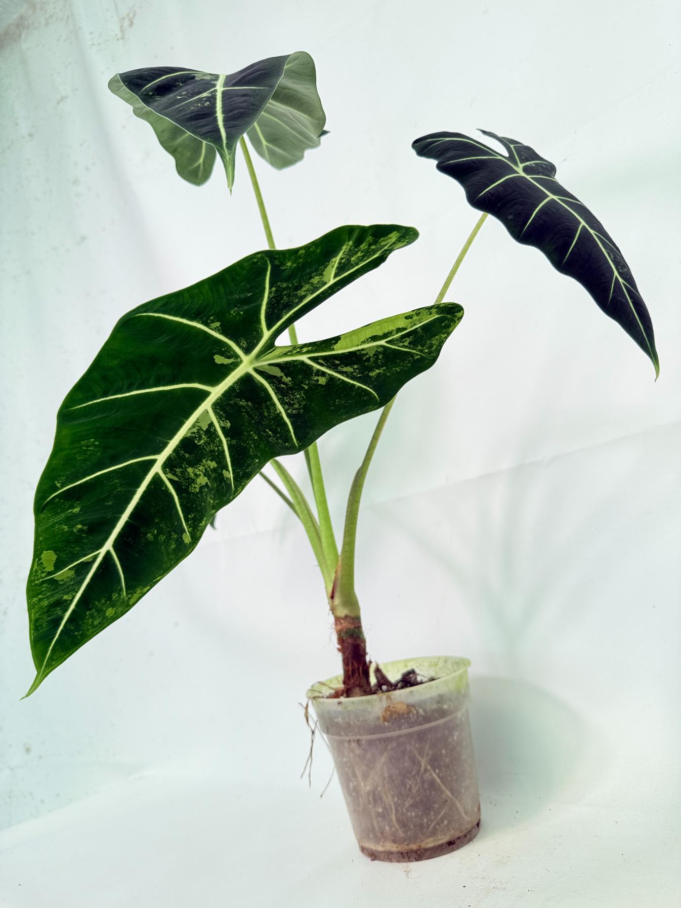 Alocasia Frydek Variegata 3