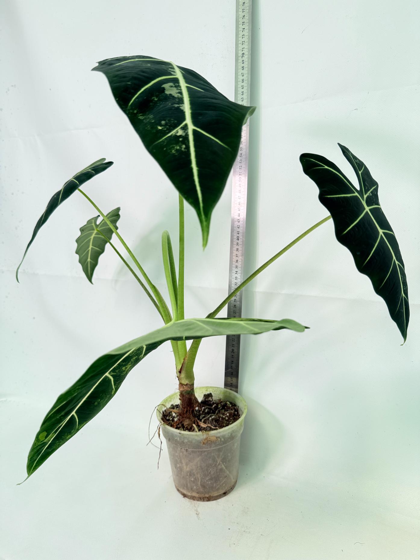 Alocasia Frydek Variegata 1