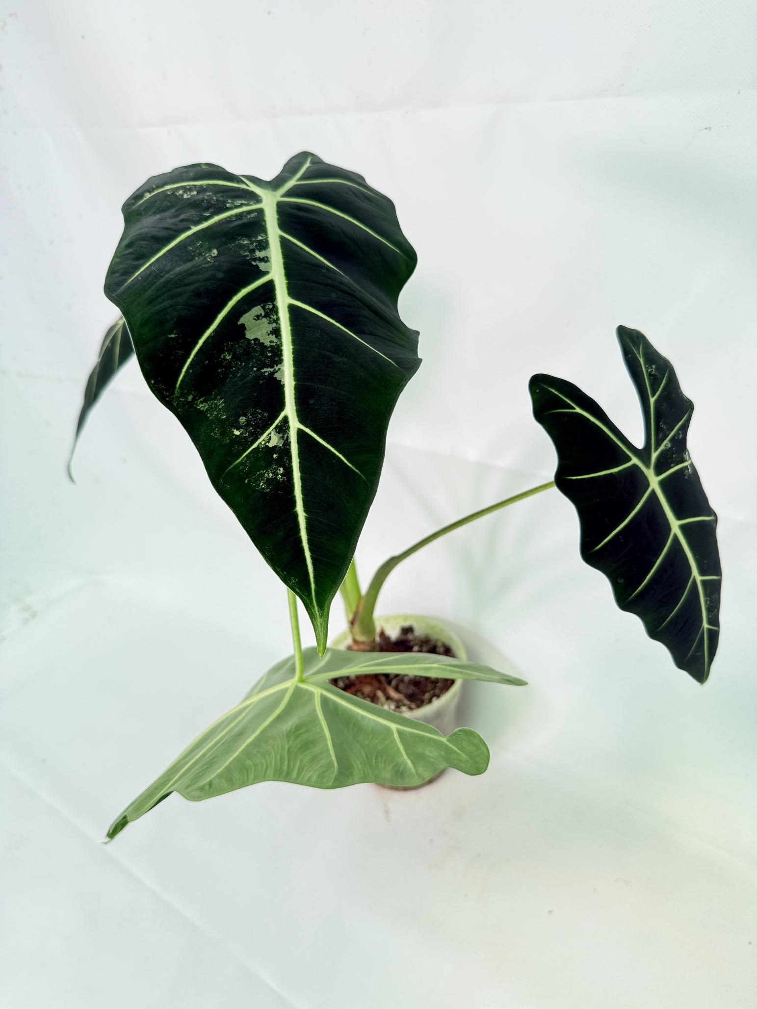 Alocasia Frydek Variegata 5