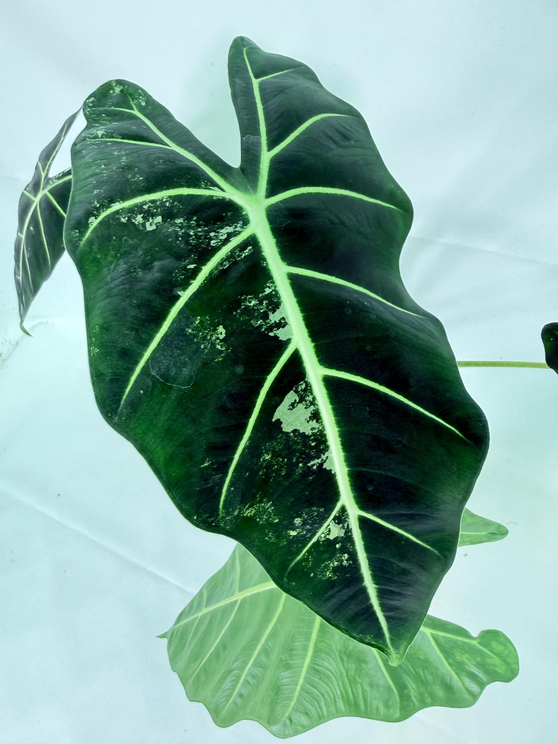 Alocasia Frydek Variegata 4