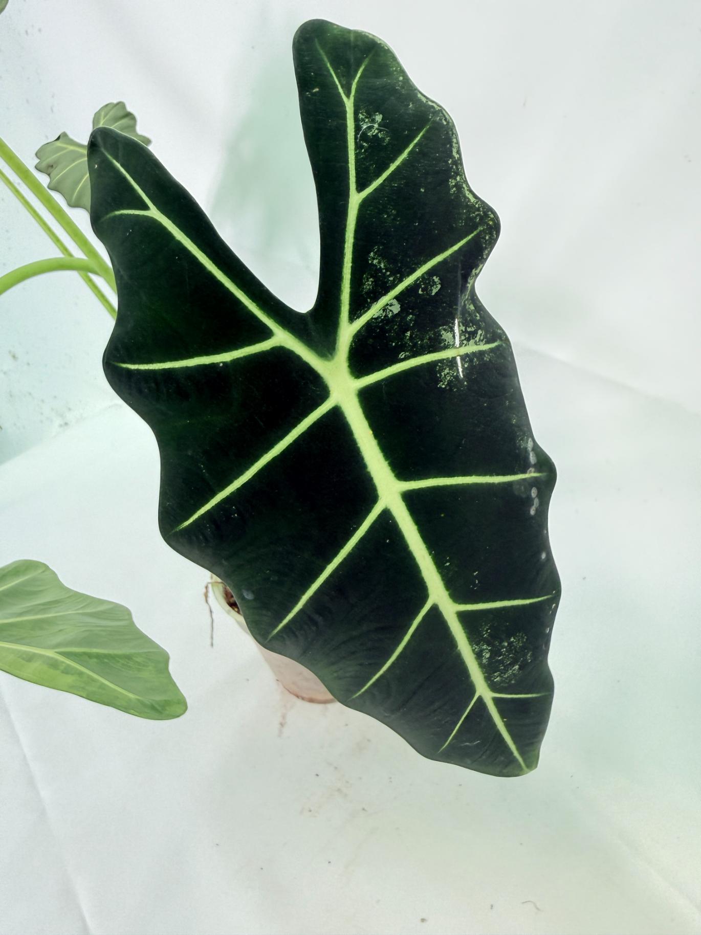 Alocasia Frydek Variegata 7
