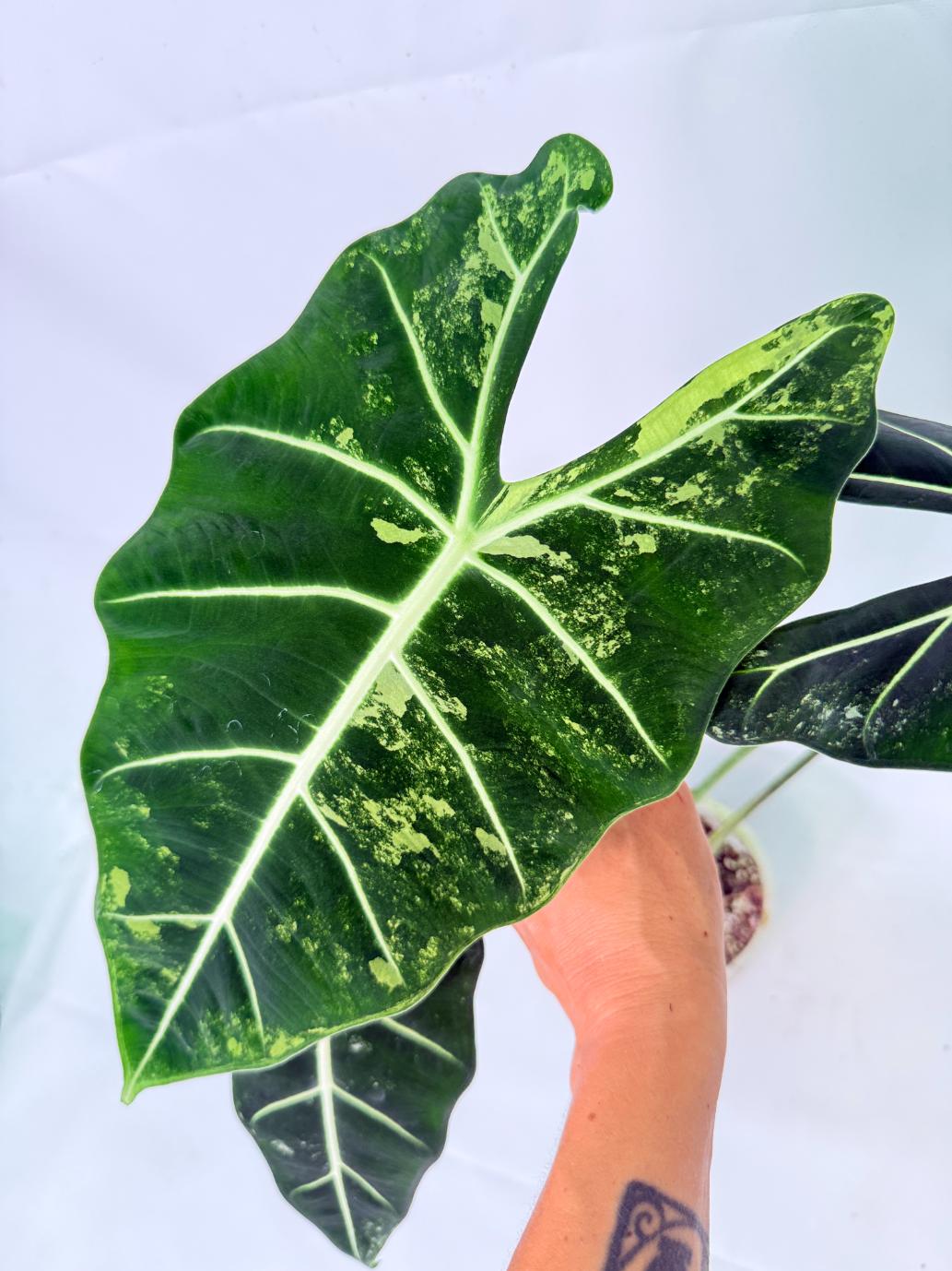 Alocasia Frydek Variegata 2