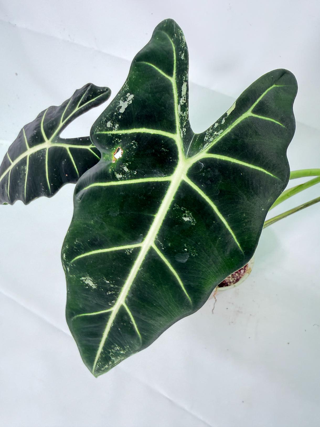 Alocasia Frydek Variegata 8
