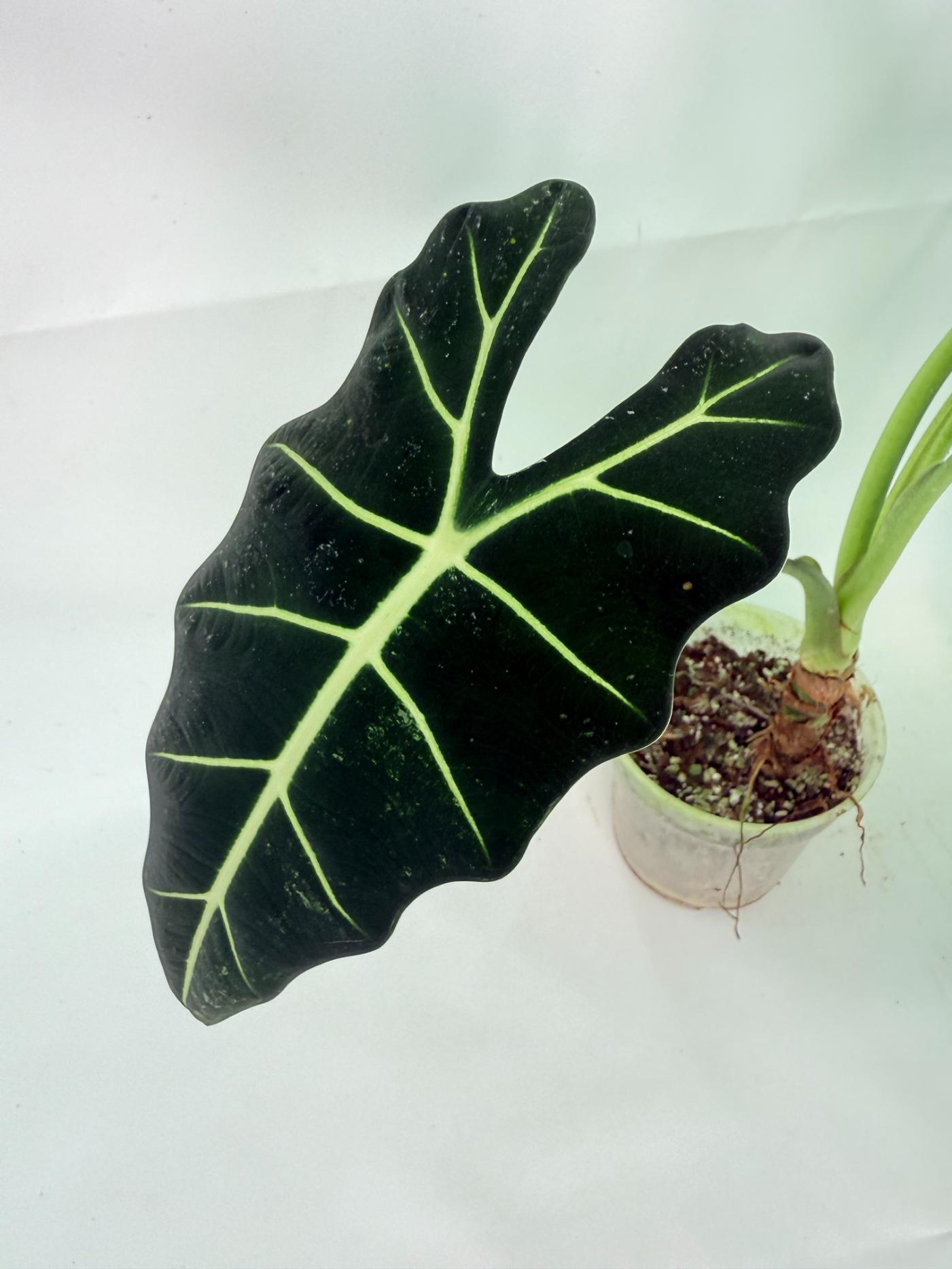Alocasia Frydek Variegata 6